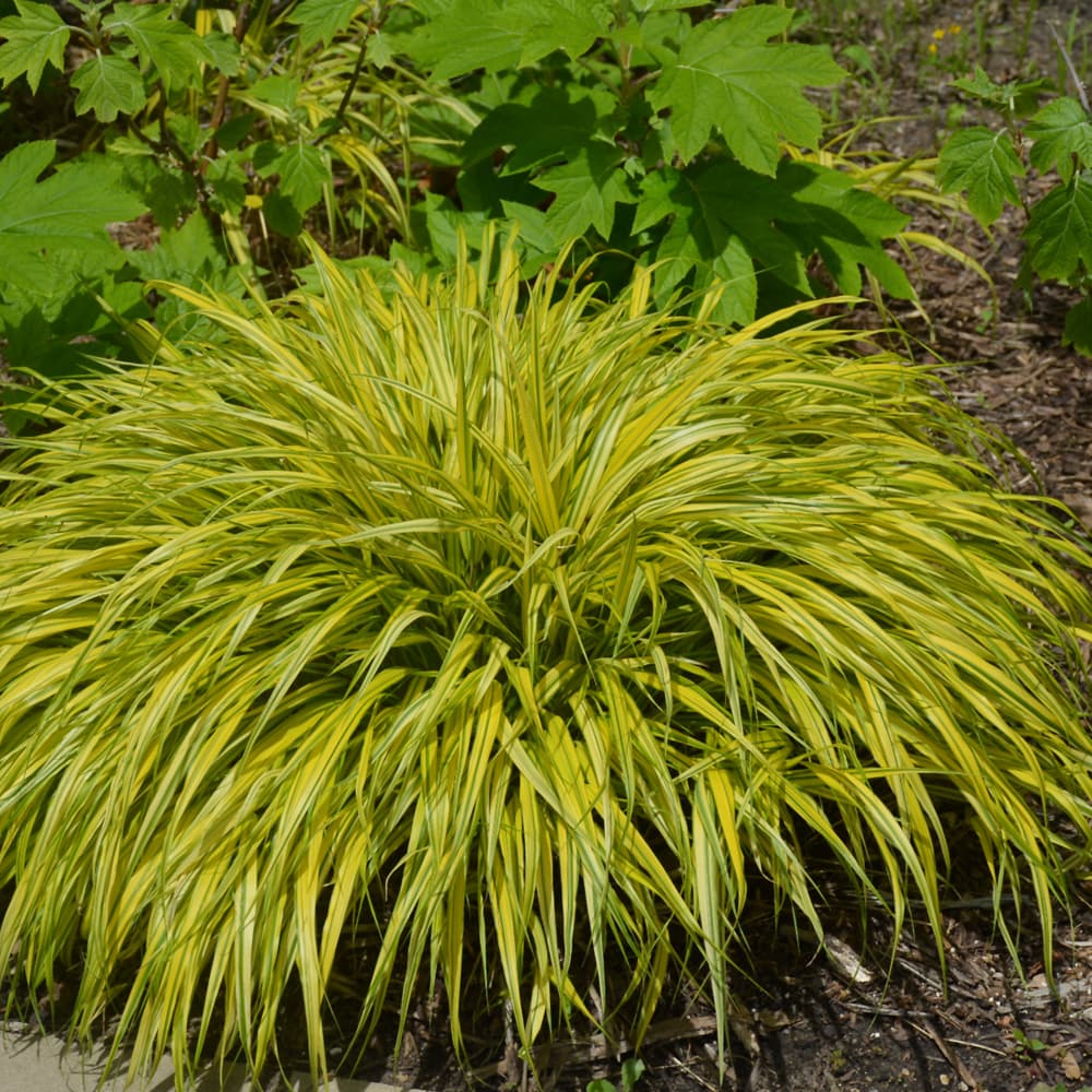 NetPS Plant Finder (www.netpsplantfinder.com)