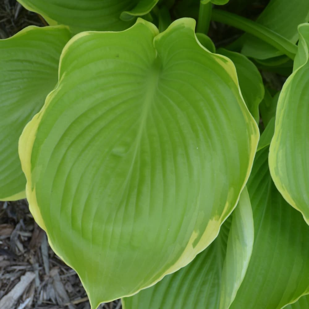 NetPS Plant Finder (www.netpsplantfinder.com)