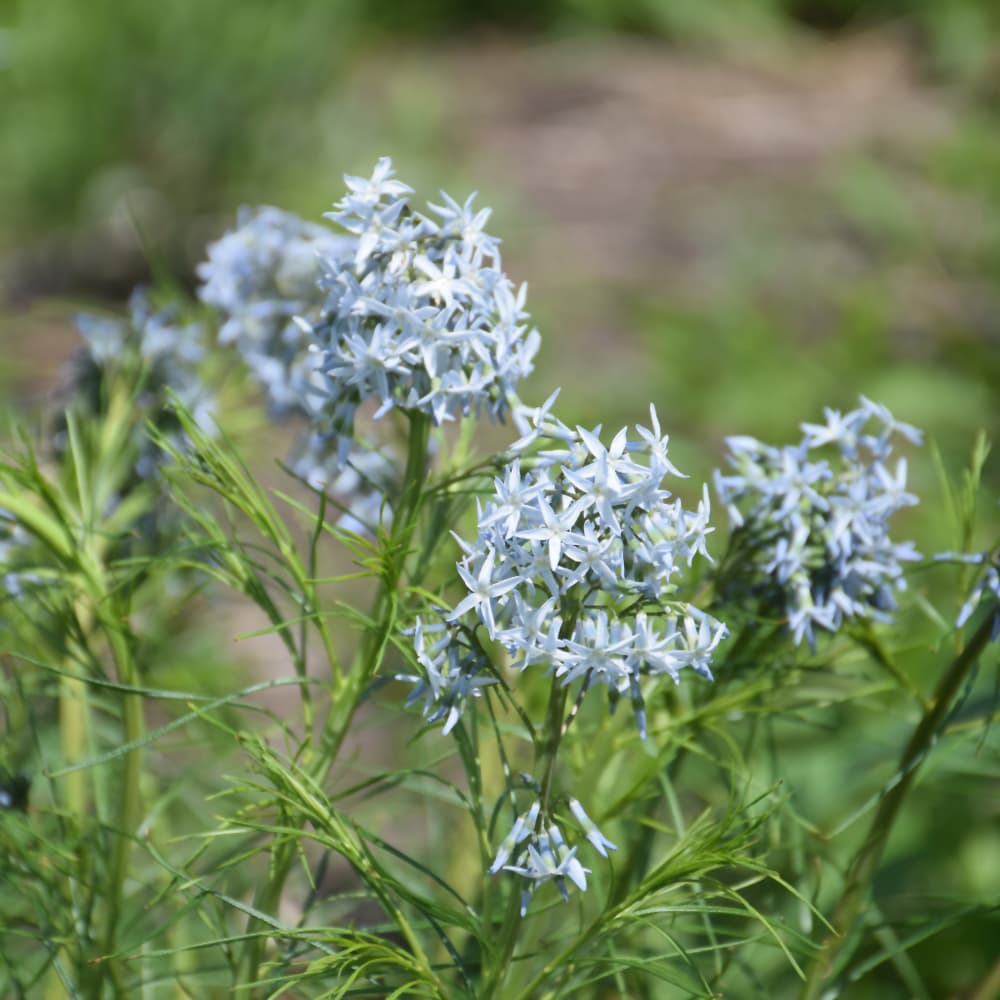 NetPS Plant Finder (www.netpsplantfinder.com)