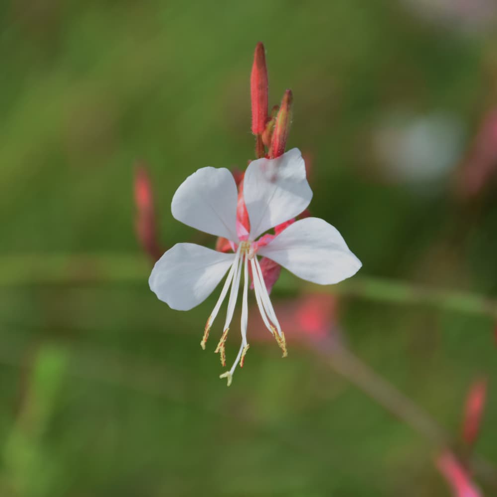 NetPS Plant Finder (www.netpsplantfinder.com)