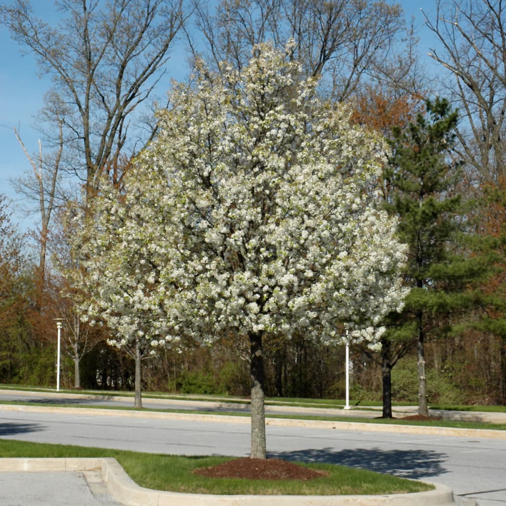 NetPS Plant Finder (www.netpsplantfinder.com)