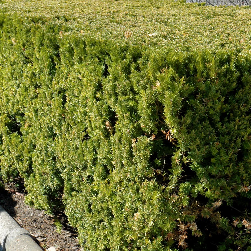 NetPS Plant Finder (www.netpsplantfinder.com)