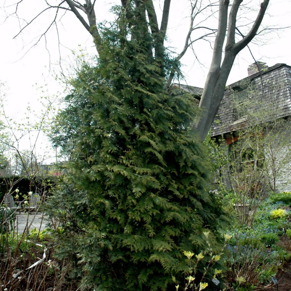 NetPS Plant Finder (www.netpsplantfinder.com)