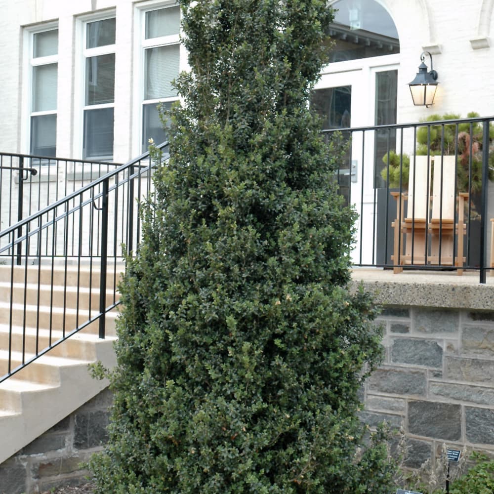 NetPS Plant Finder (www.netpsplantfinder.com)