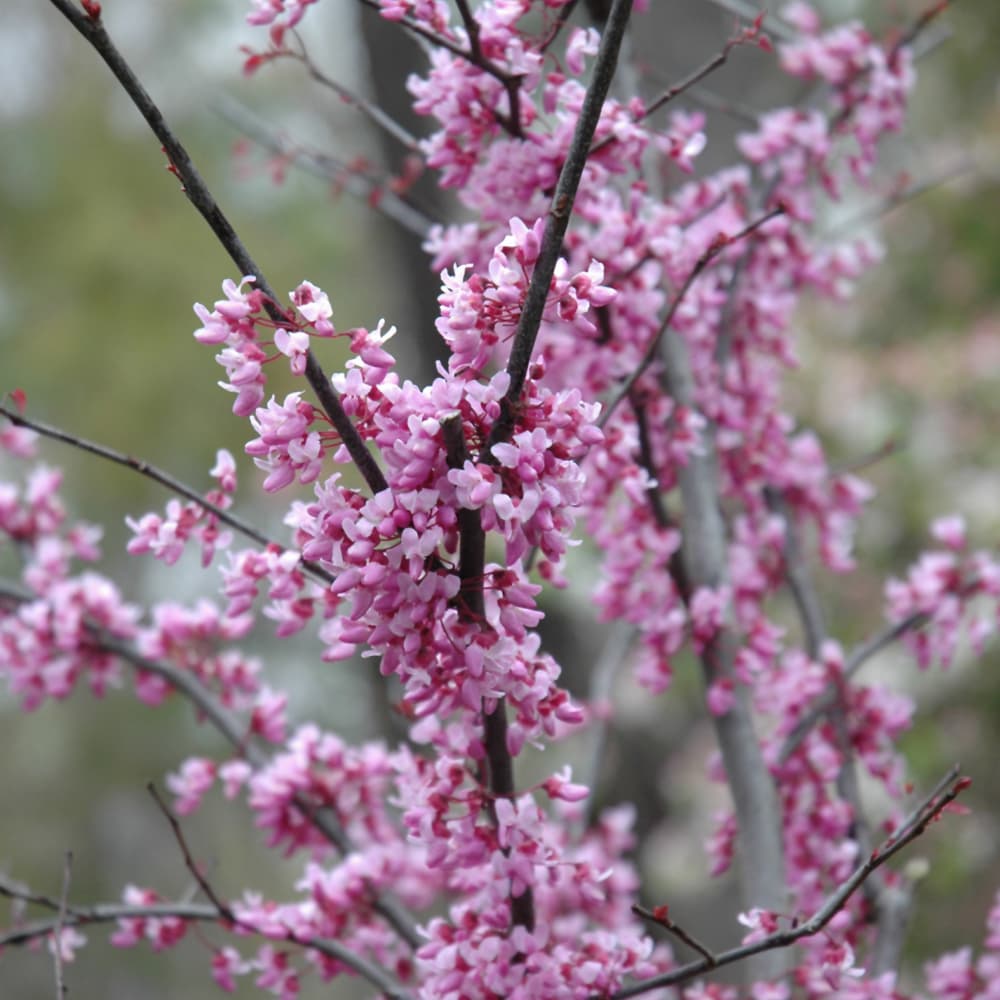 NetPS Plant Finder (www.netpsplantfinder.com)