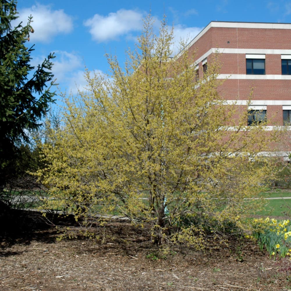 NetPS Plant Finder (www.netpsplantfinder.com)