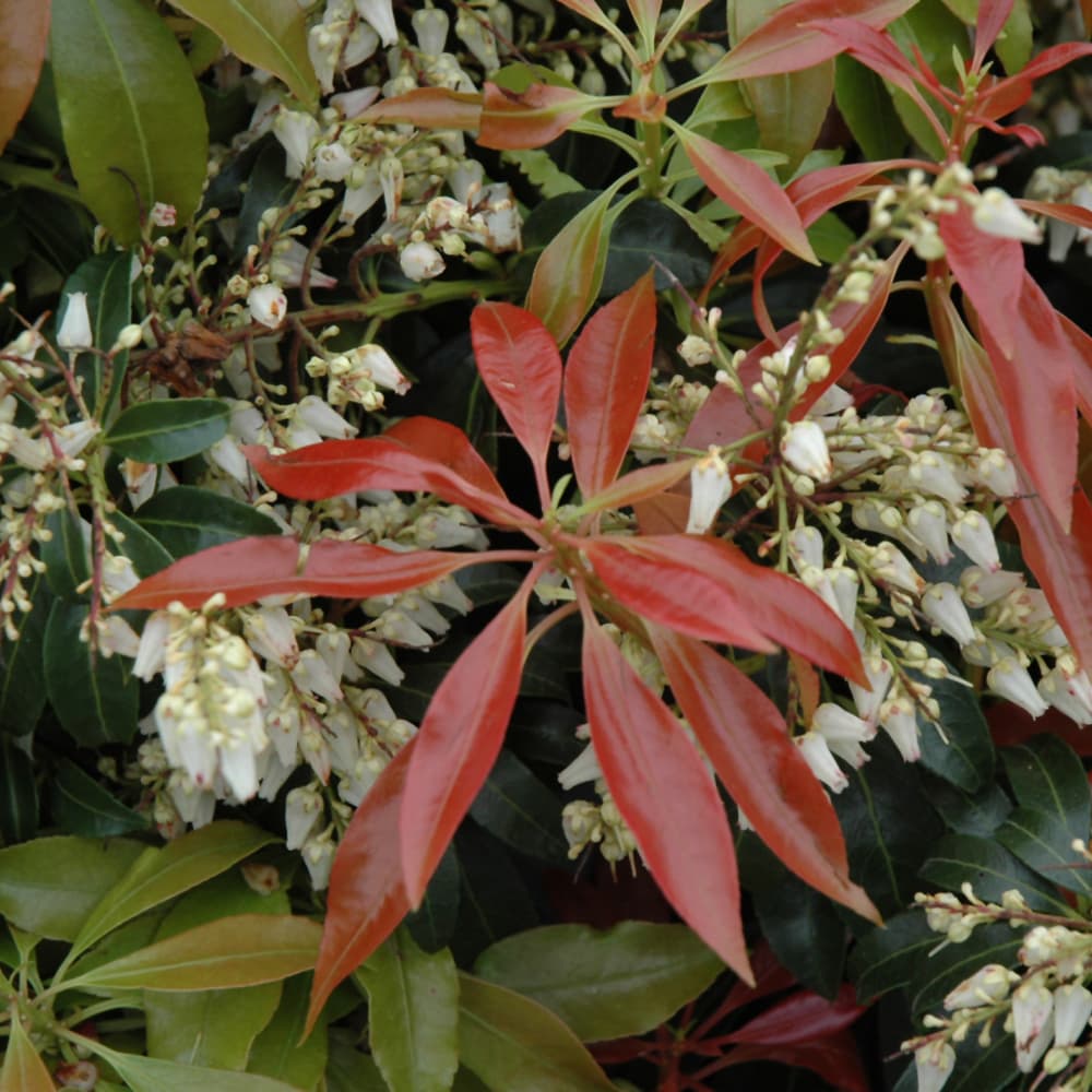 NetPS Plant Finder (www.netpsplantfinder.com)