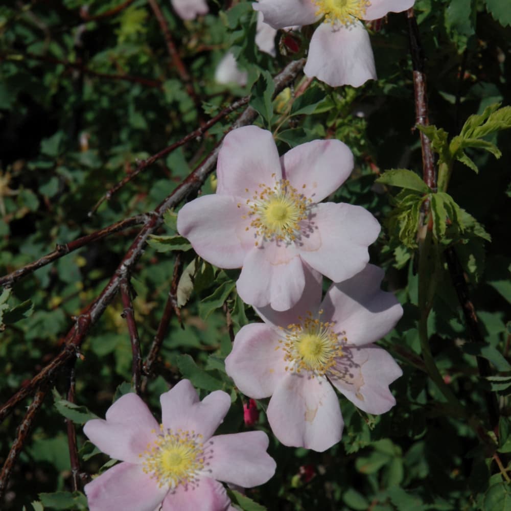 NetPS Plant Finder (www.netpsplantfinder.com)