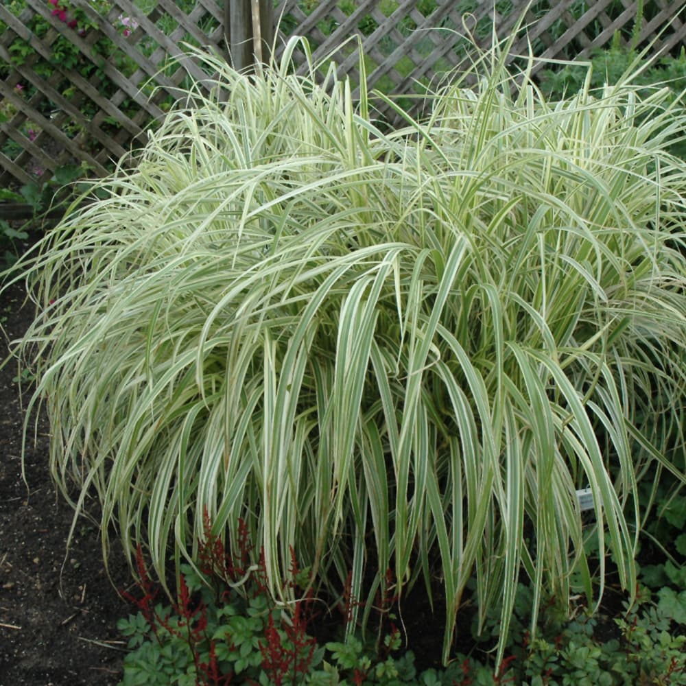 NetPS Plant Finder (www.netpsplantfinder.com)