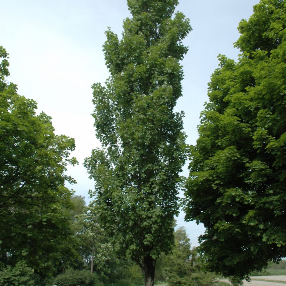 NetPS Plant Finder (www.netpsplantfinder.com)