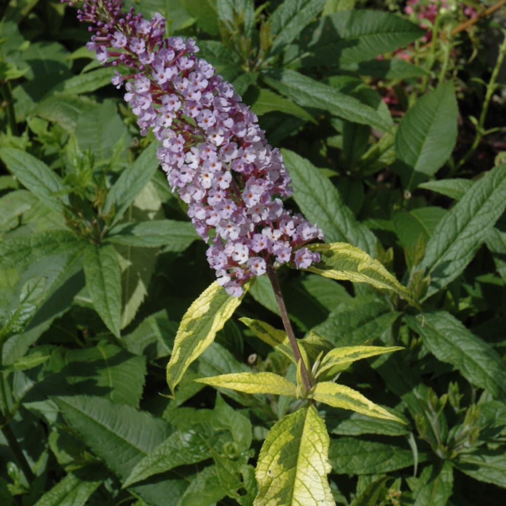 NetPS Plant Finder (www.netpsplantfinder.com)