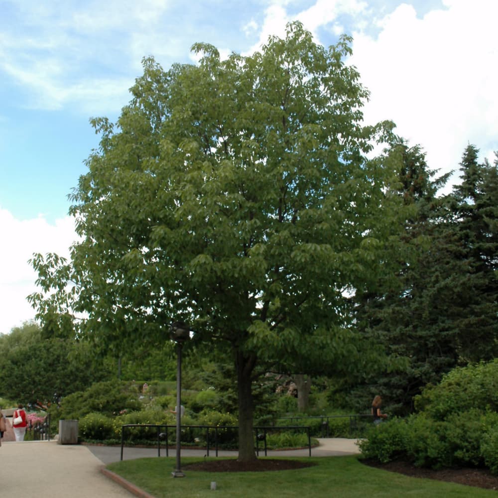 NetPS Plant Finder (www.netpsplantfinder.com)