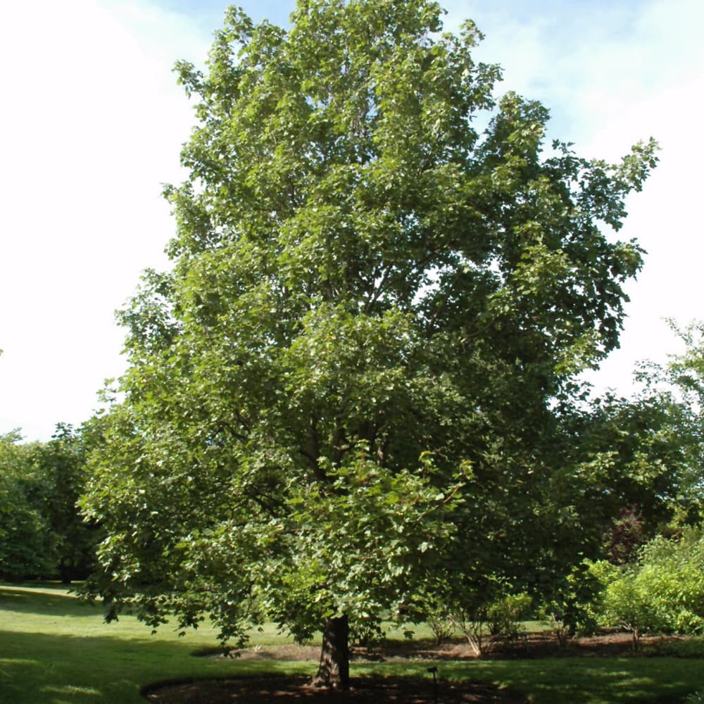 NetPS Plant Finder (www.netpsplantfinder.com)