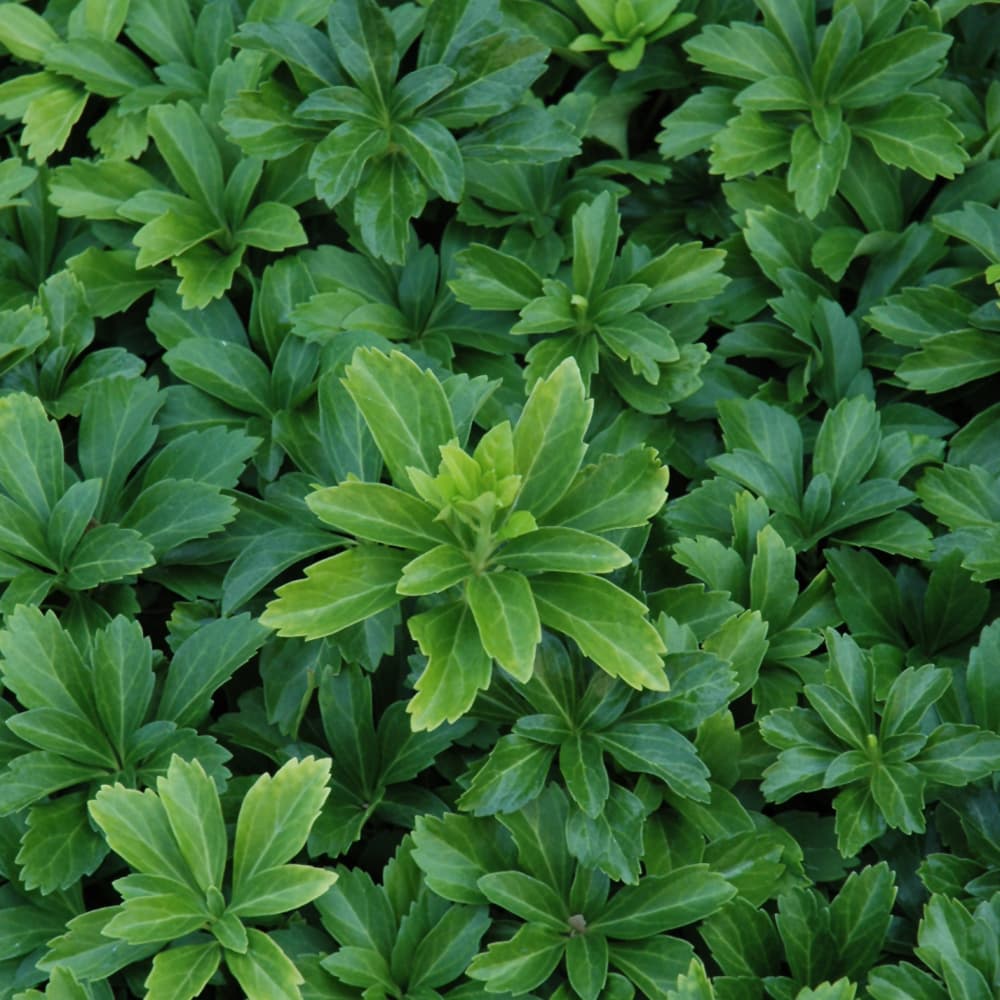 NetPS Plant Finder (www.netpsplantfinder.com)