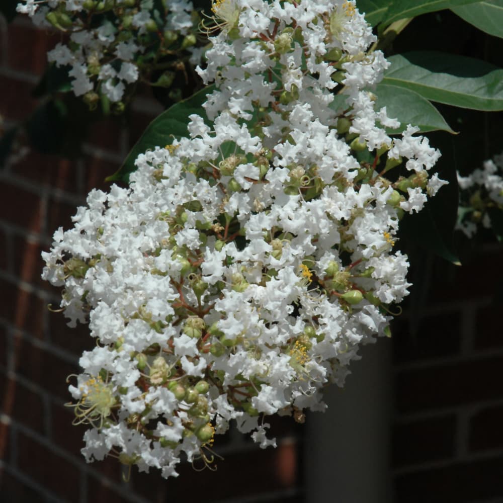 NetPS Plant Finder (www.netpsplantfinder.com)