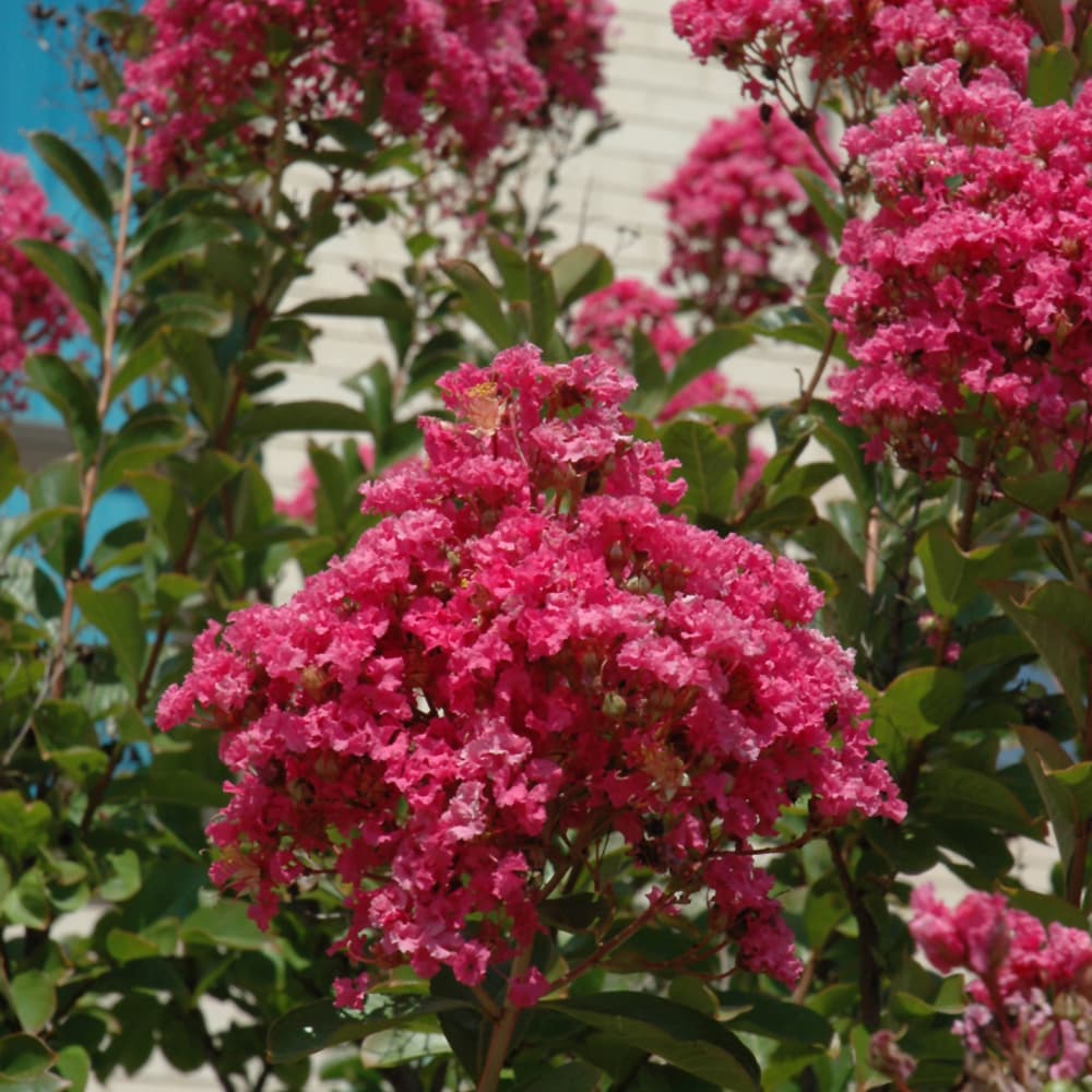 NetPS Plant Finder (www.netpsplantfinder.com)