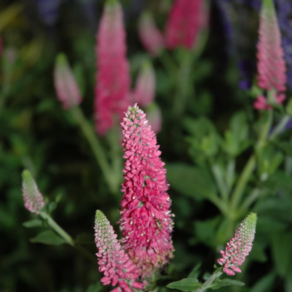 NetPS Plant Finder (www.netpsplantfinder.com)