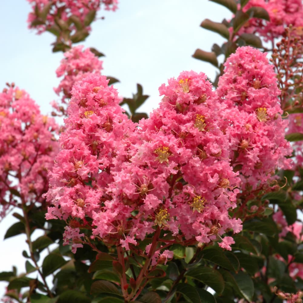NetPS Plant Finder (www.netpsplantfinder.com)