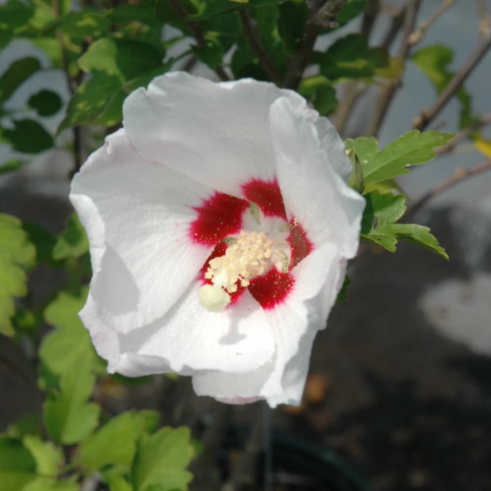 NetPS Plant Finder (www.netpsplantfinder.com)