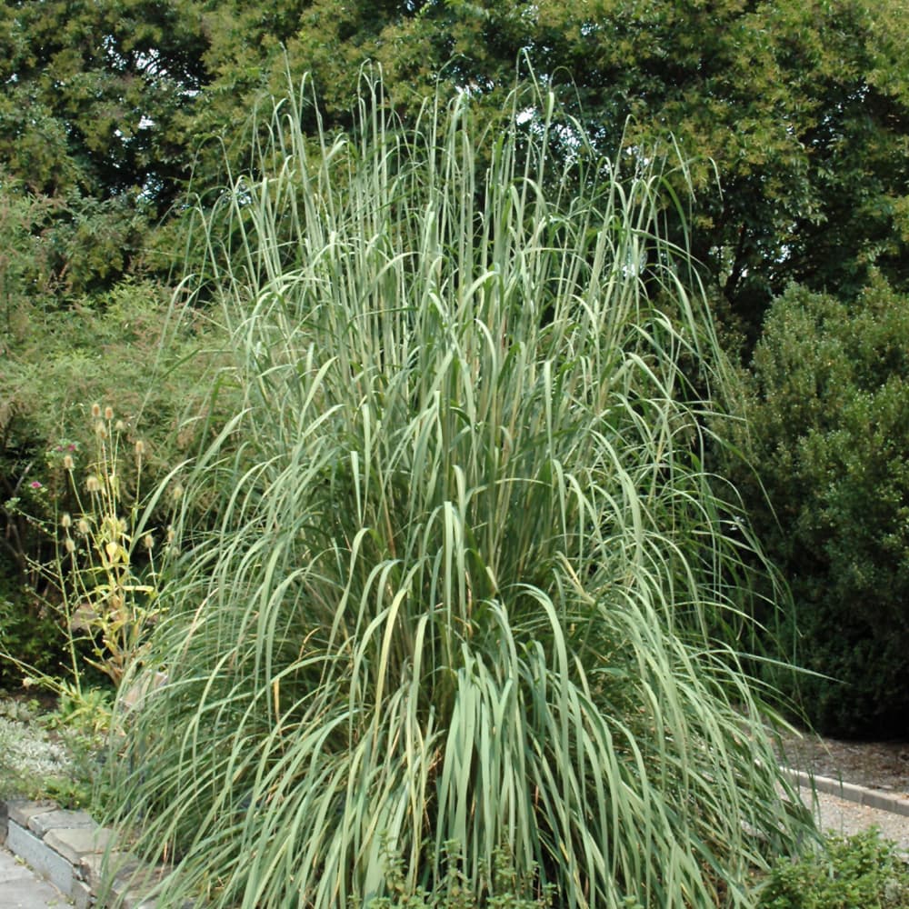 NetPS Plant Finder (www.netpsplantfinder.com)