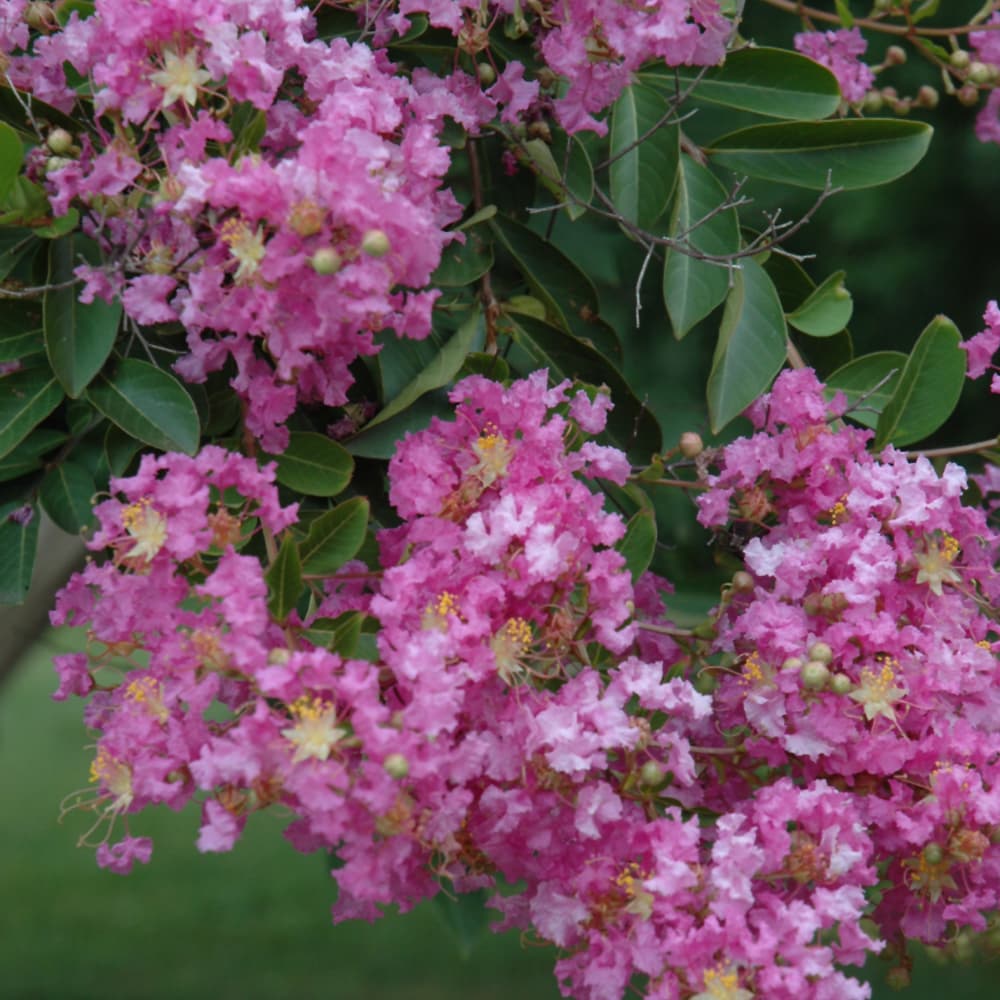 NetPS Plant Finder (www.netpsplantfinder.com)