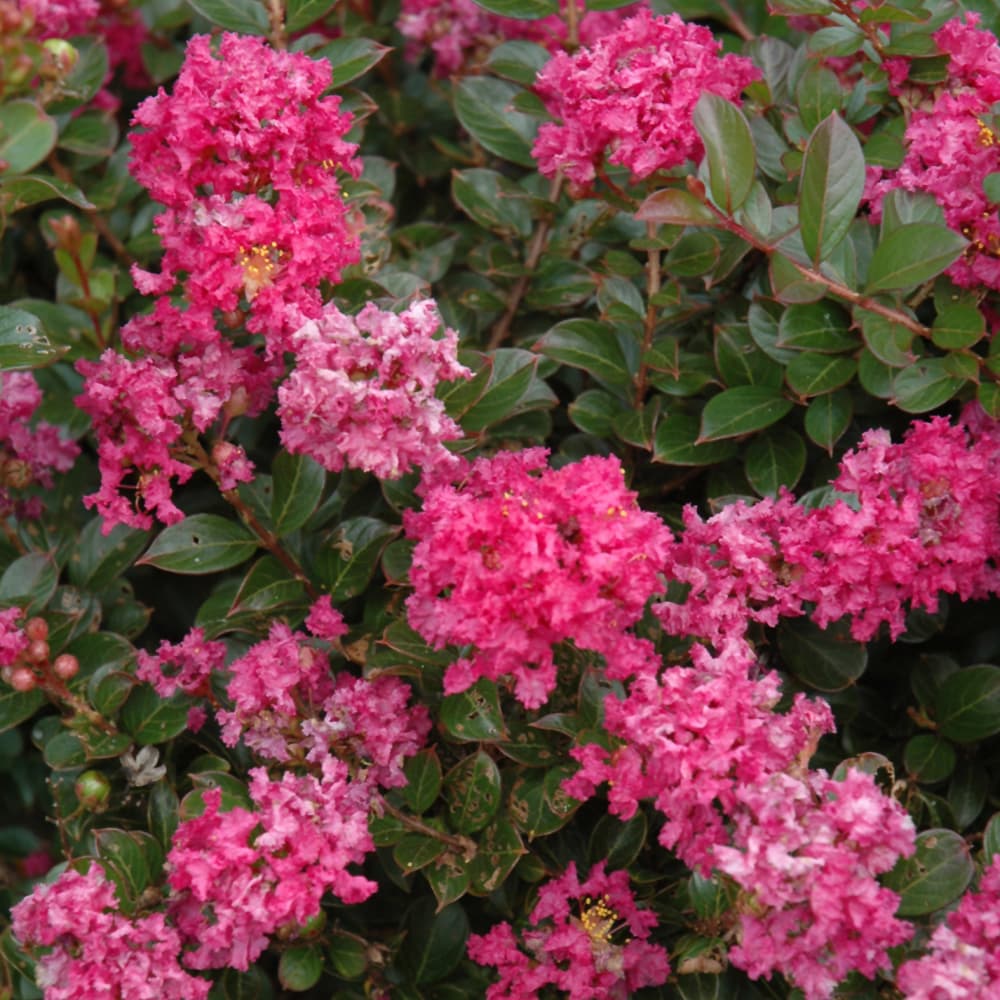 NetPS Plant Finder (www.netpsplantfinder.com)