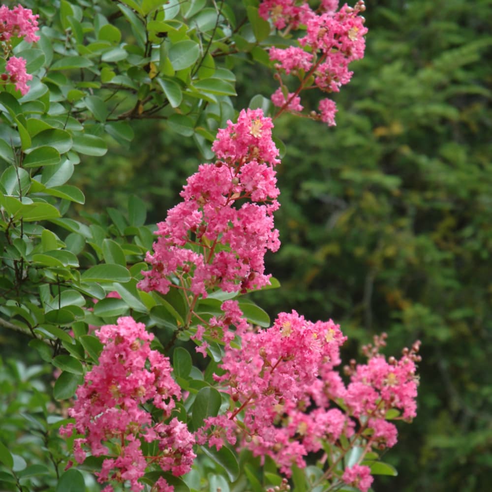 NetPS Plant Finder (www.netpsplantfinder.com)