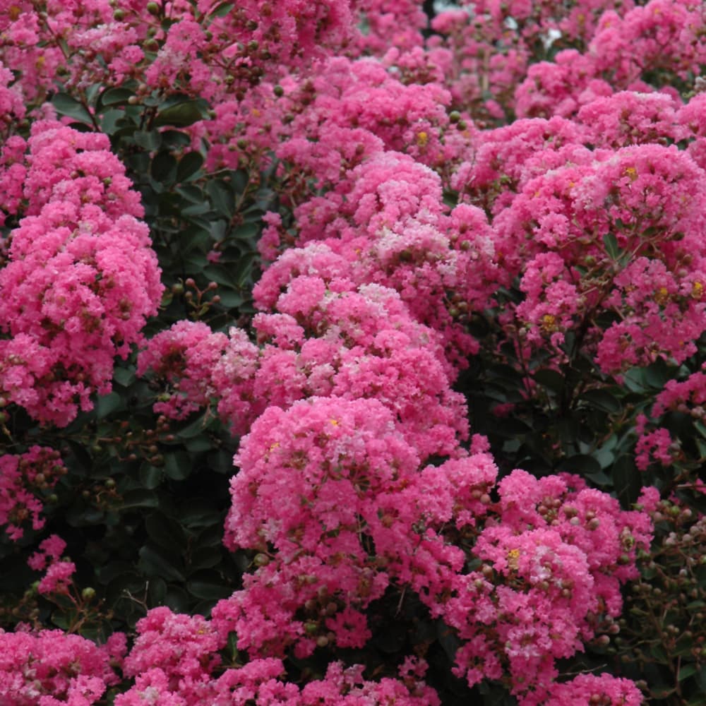 NetPS Plant Finder (www.netpsplantfinder.com)
