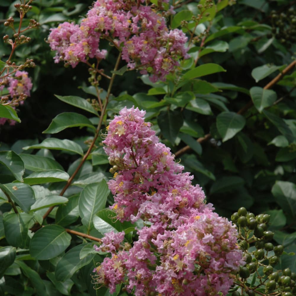 NetPS Plant Finder (www.netpsplantfinder.com)