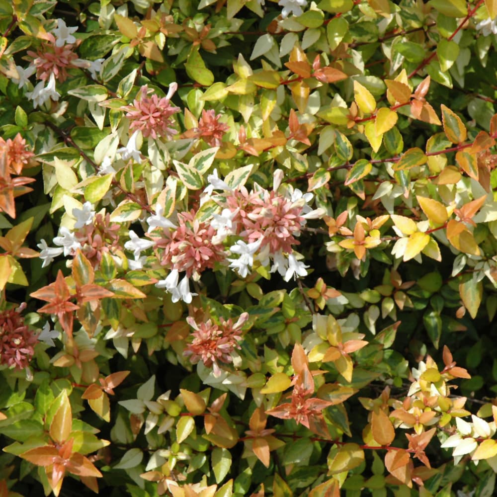 NetPS Plant Finder (www.netpsplantfinder.com)