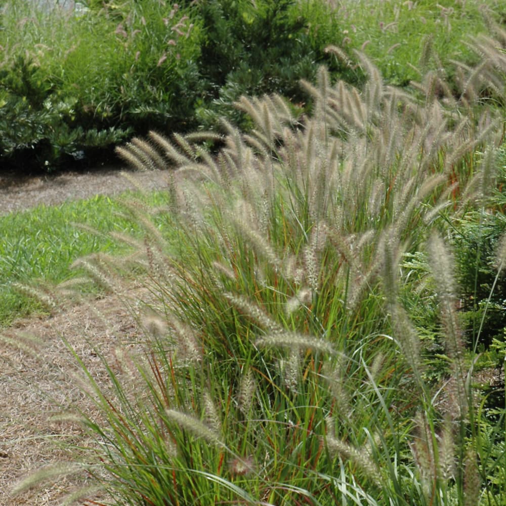 NetPS Plant Finder (www.netpsplantfinder.com)