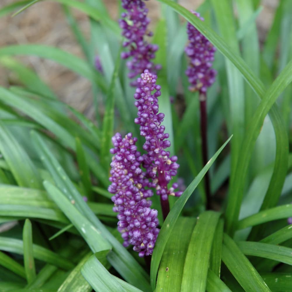 NetPS Plant Finder (www.netpsplantfinder.com)