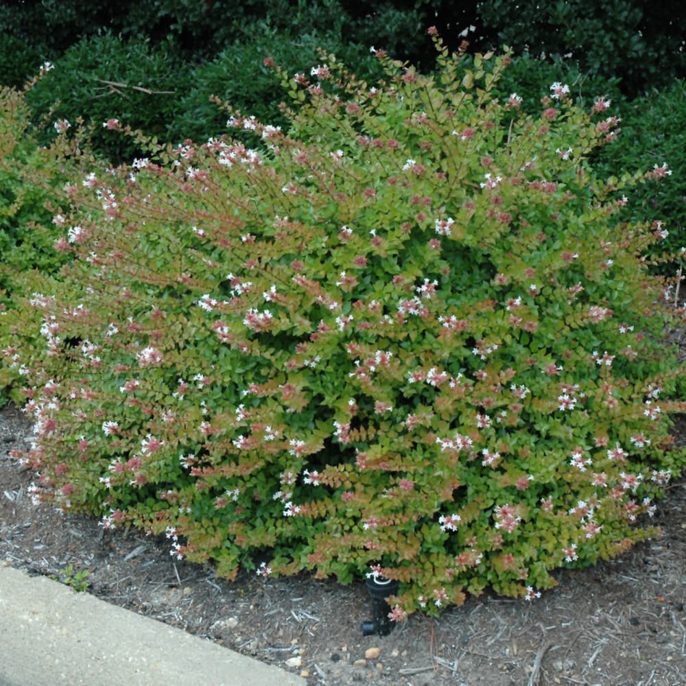 NetPS Plant Finder (www.netpsplantfinder.com)
