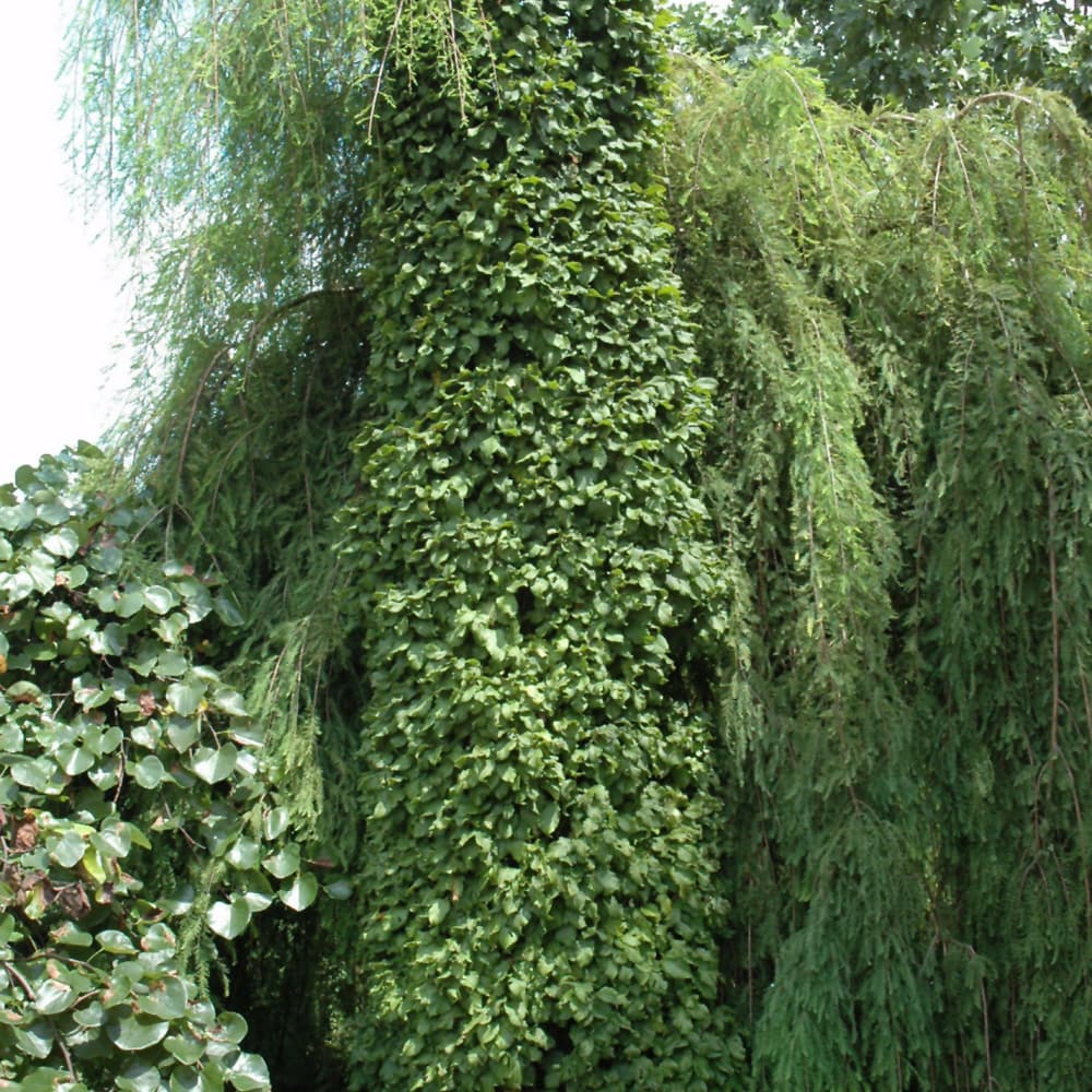 NetPS Plant Finder (www.netpsplantfinder.com)