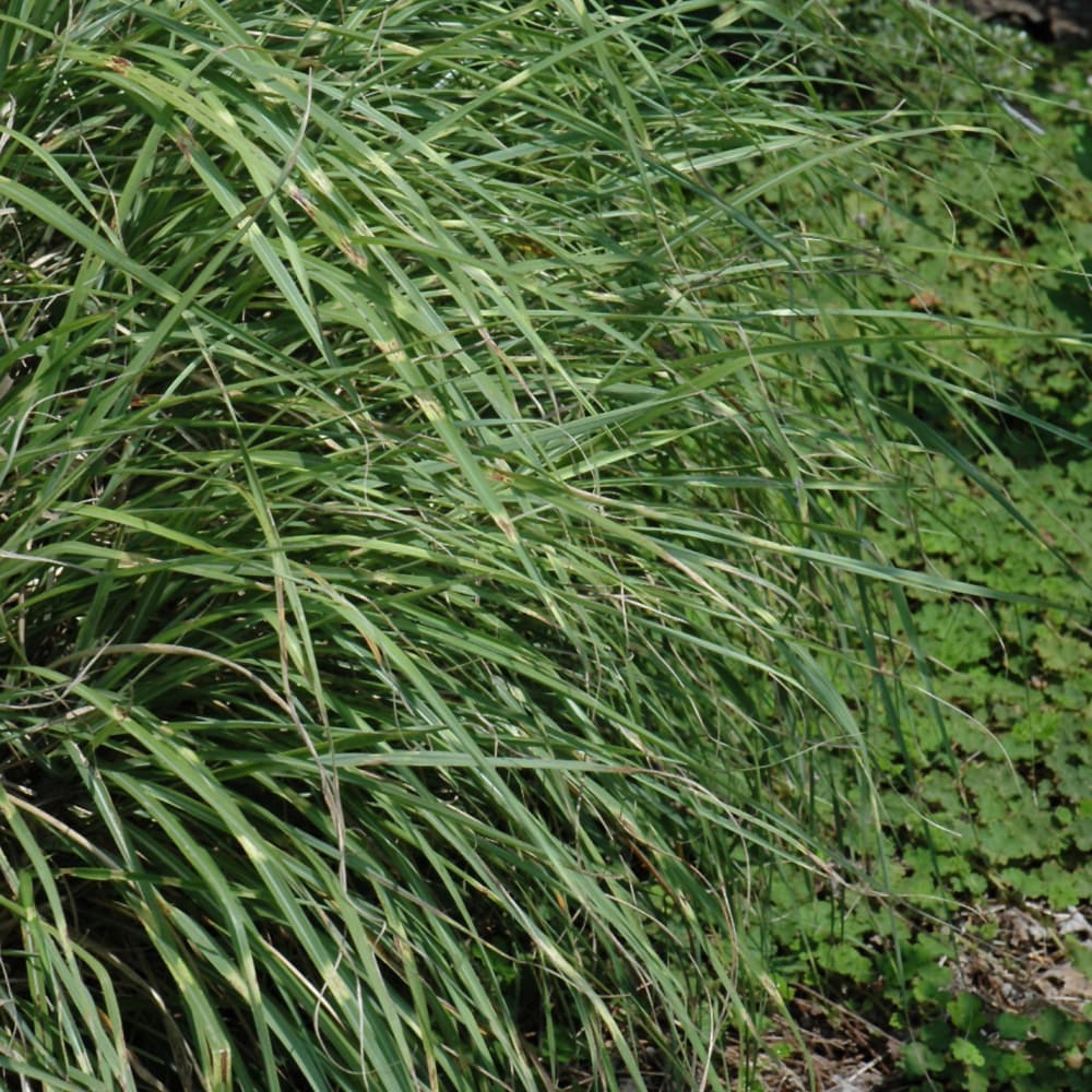 NetPS Plant Finder (www.netpsplantfinder.com)