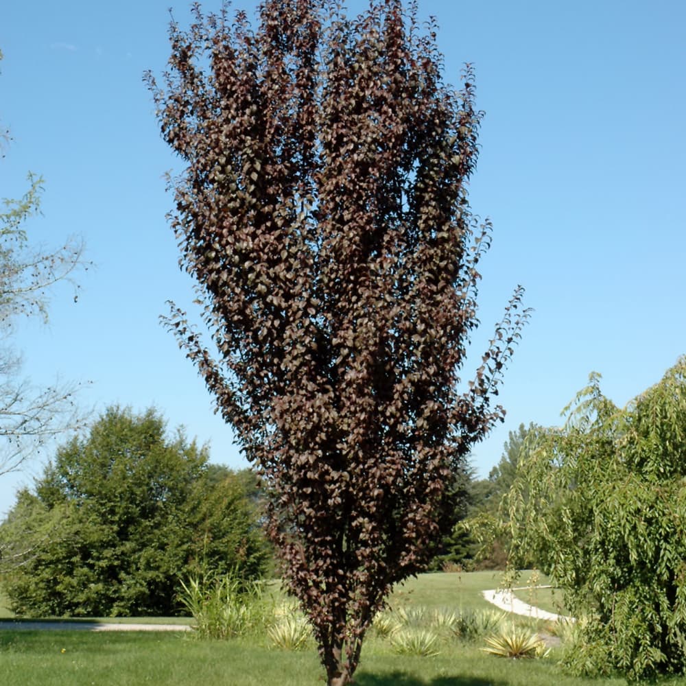 NetPS Plant Finder (www.netpsplantfinder.com)