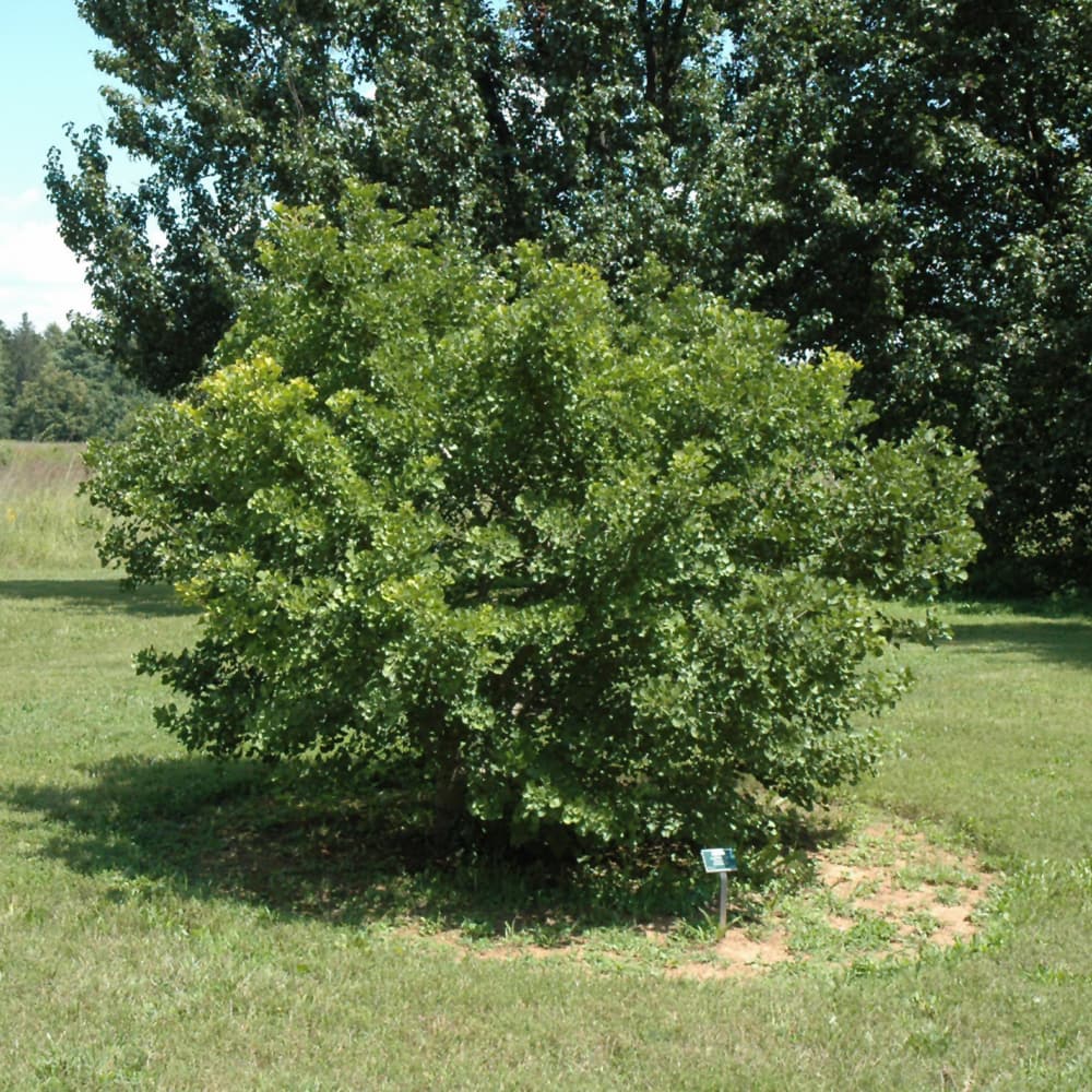 NetPS Plant Finder (www.netpsplantfinder.com)