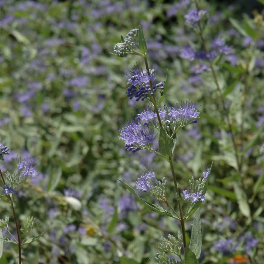 NetPS Plant Finder (www.netpsplantfinder.com)