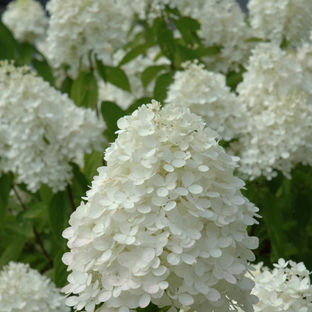 NetPS Plant Finder (www.netpsplantfinder.com)