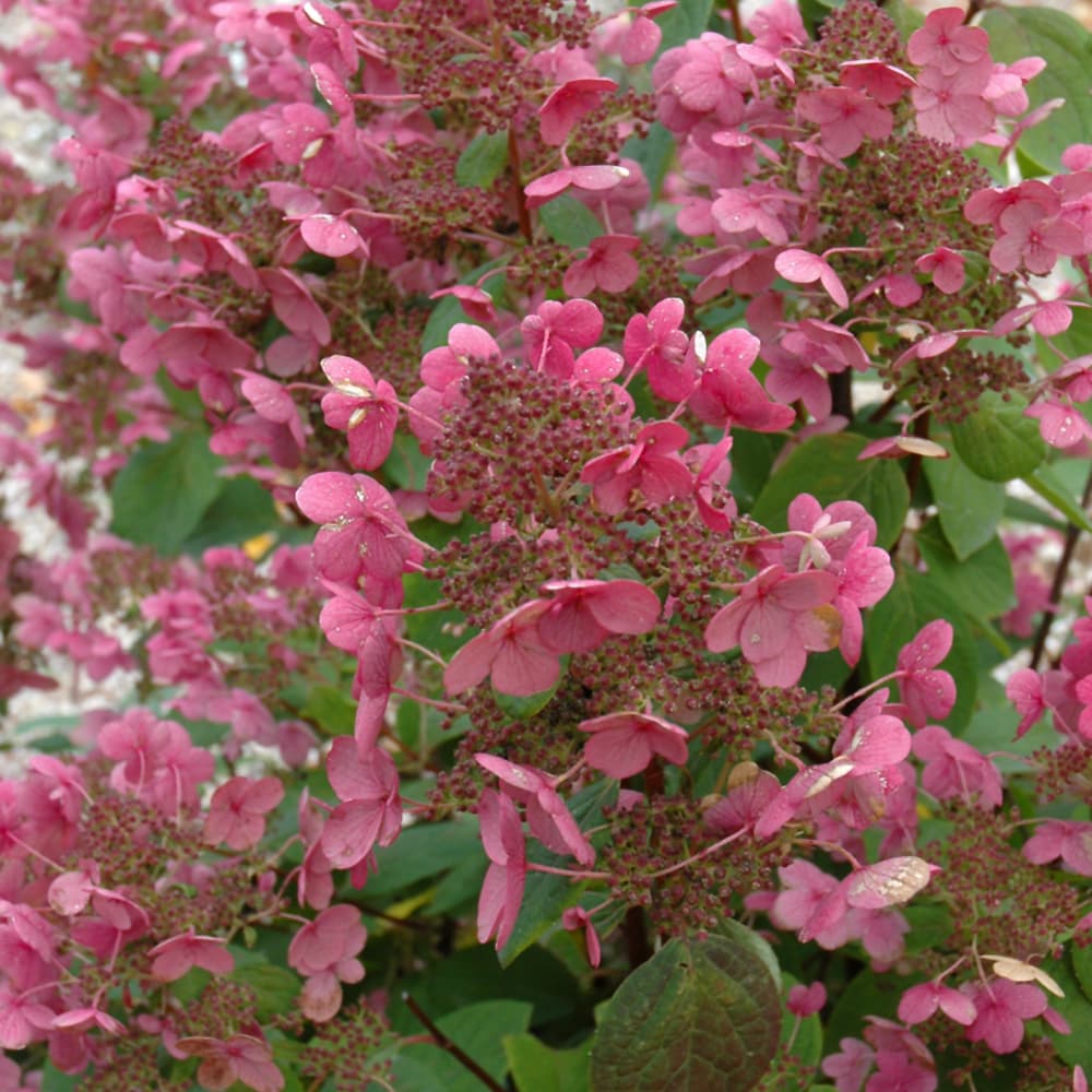 NetPS Plant Finder (www.netpsplantfinder.com)