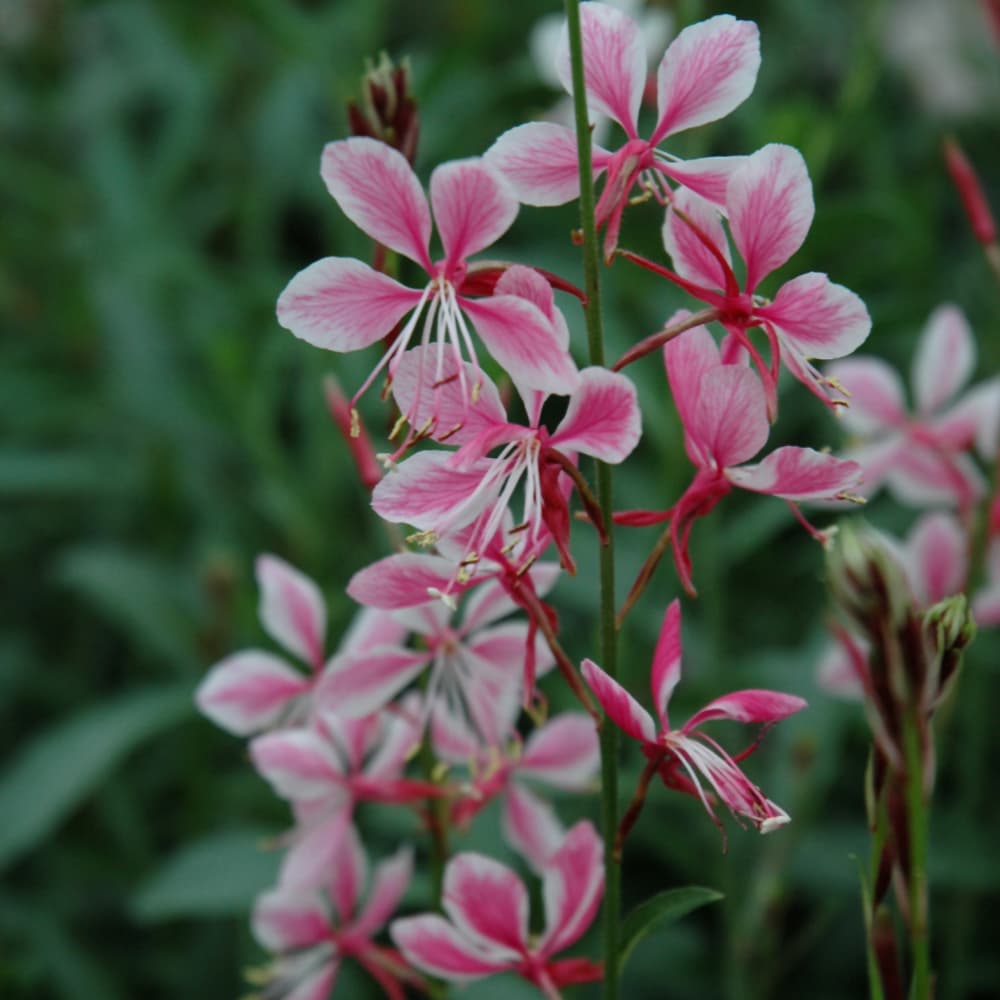 NetPS Plant Finder (www.netpsplantfinder.com)