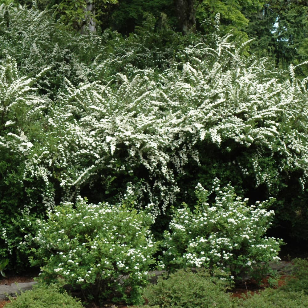NetPS Plant Finder (www.netpsplantfinder.com)
