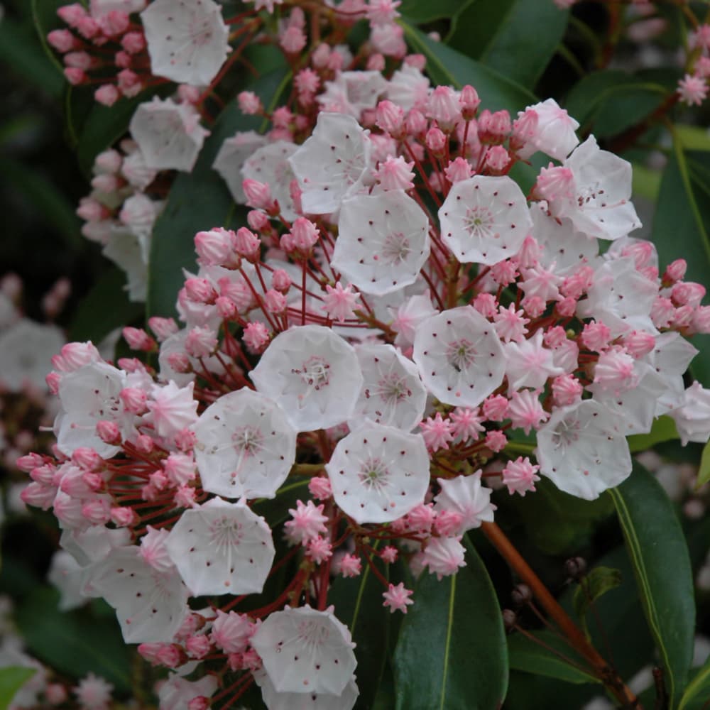 NetPS Plant Finder (www.netpsplantfinder.com)