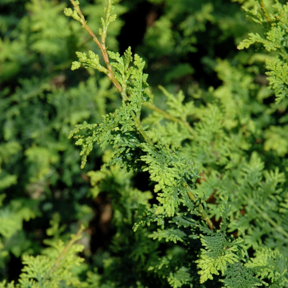 NetPS Plant Finder (www.netpsplantfinder.com)