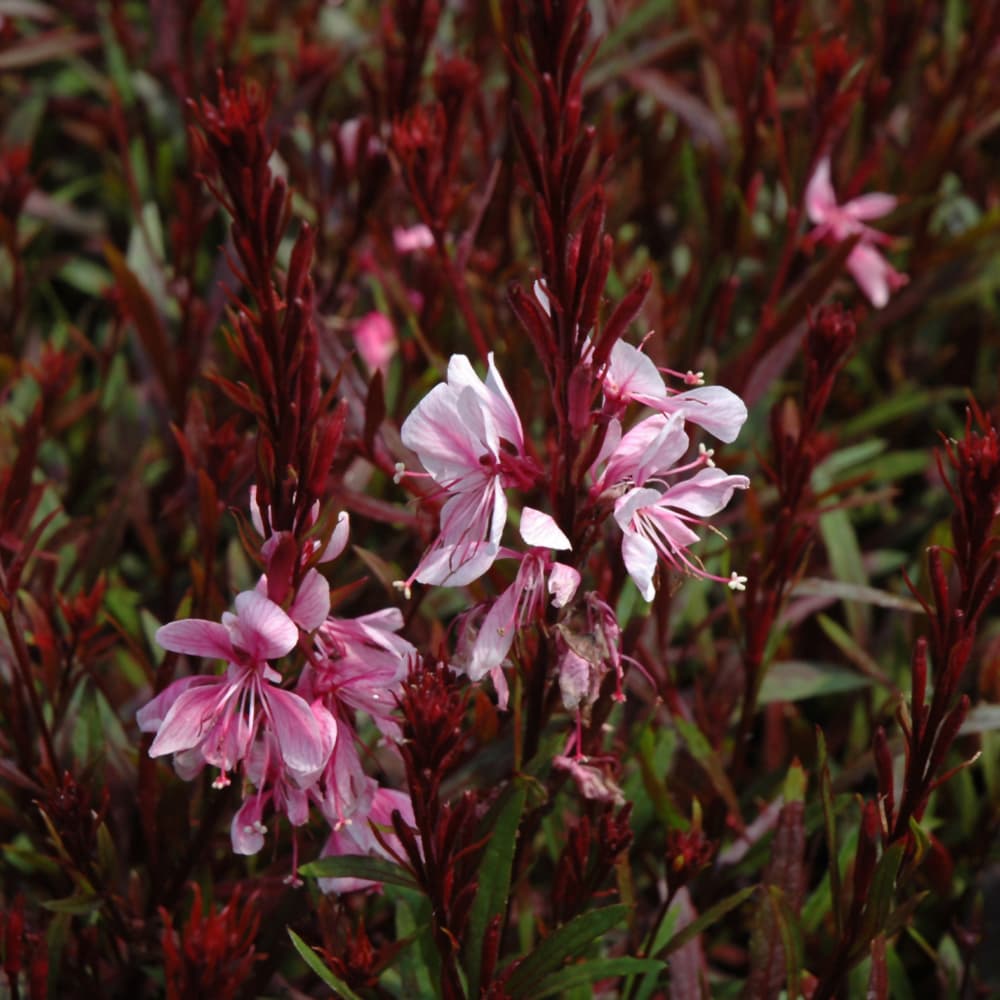 NetPS Plant Finder (www.netpsplantfinder.com)