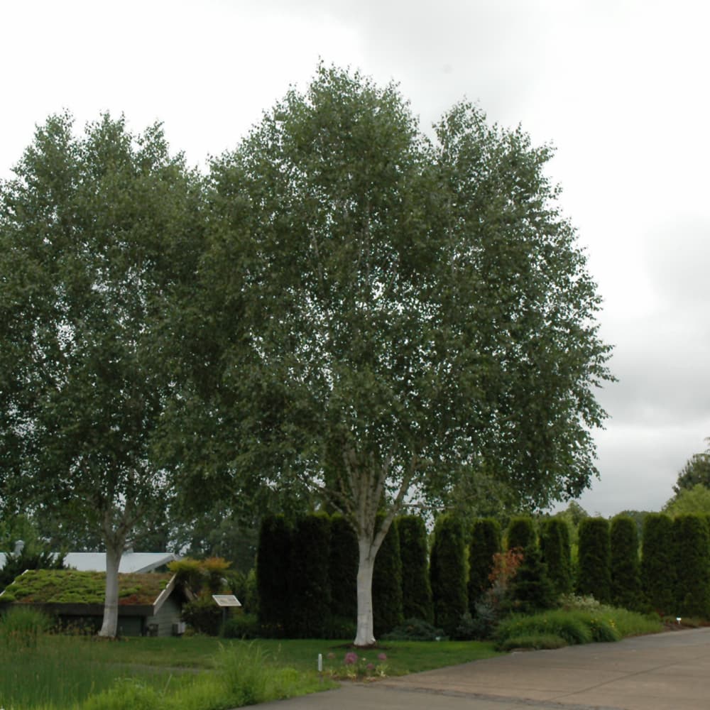 NetPS Plant Finder (www.netpsplantfinder.com)