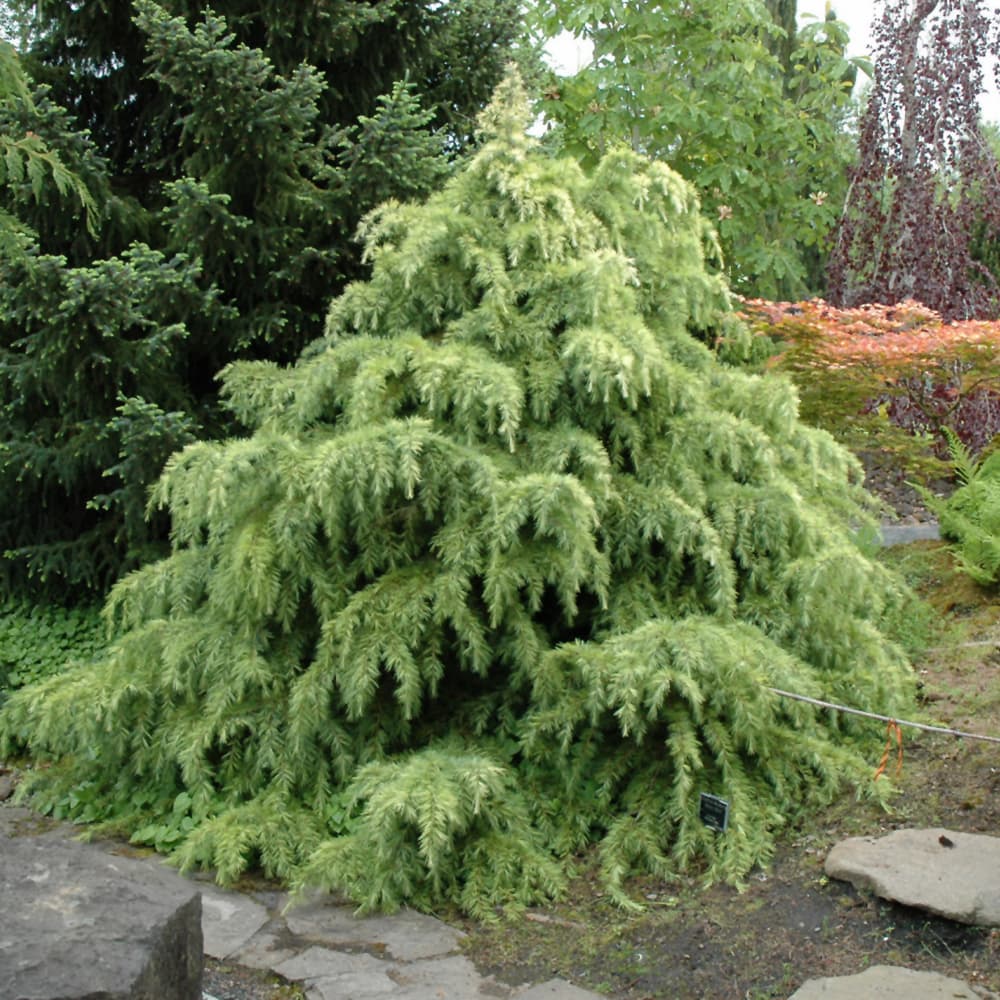 NetPS Plant Finder (www.netpsplantfinder.com)