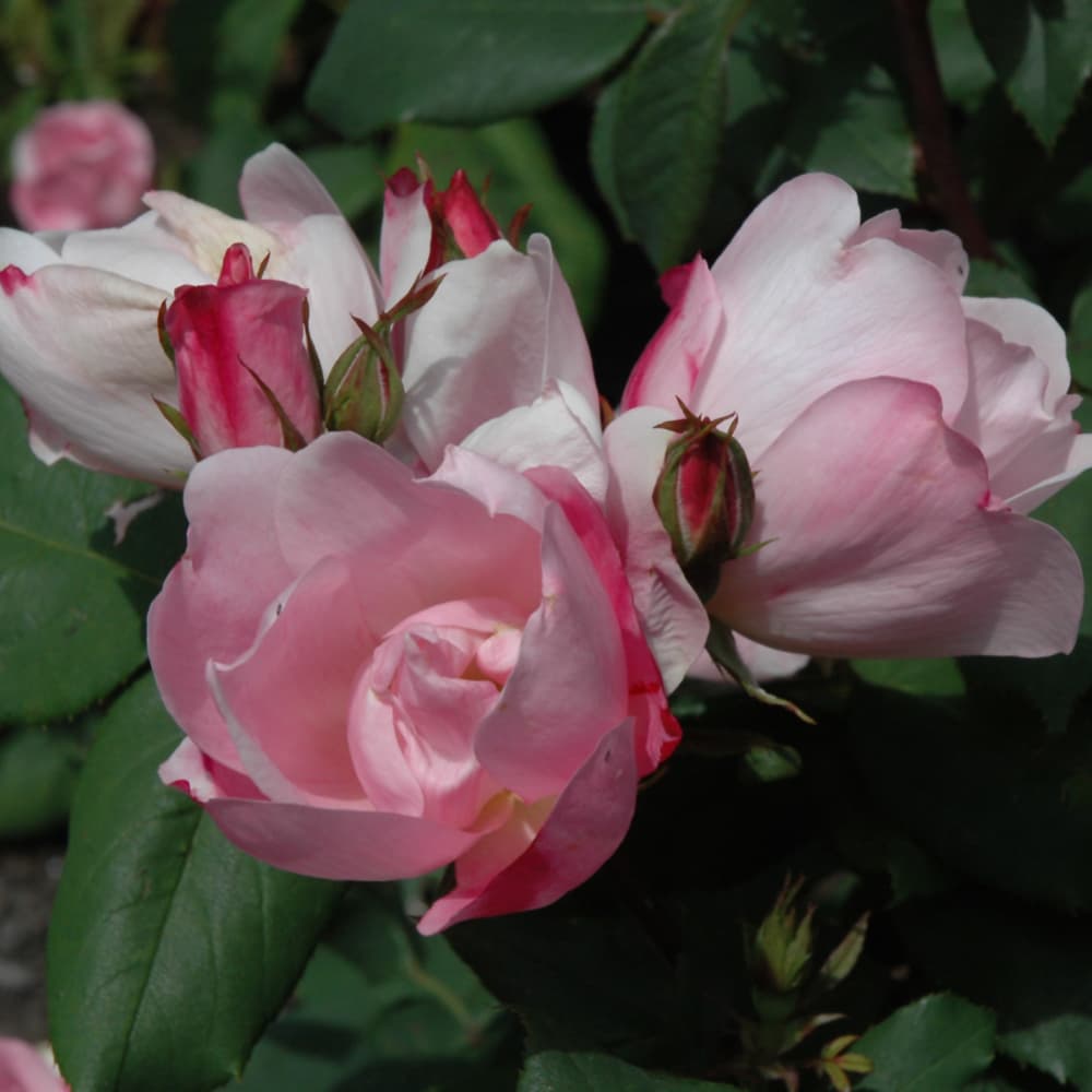 NetPS Plant Finder (www.netpsplantfinder.com)