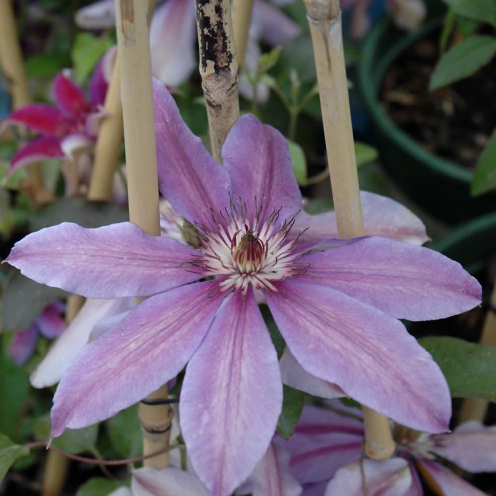 NetPS Plant Finder (www.netpsplantfinder.com)