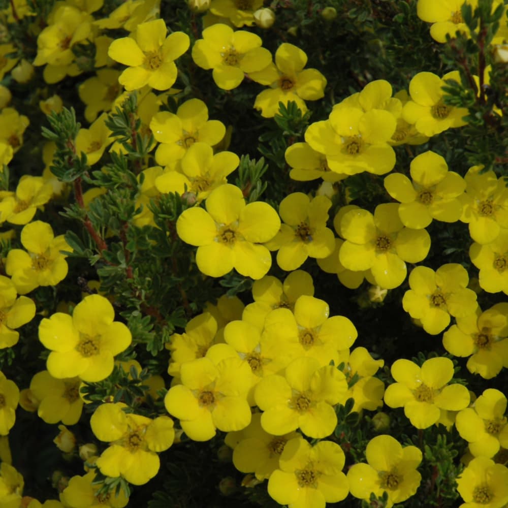 NetPS Plant Finder (www.netpsplantfinder.com)